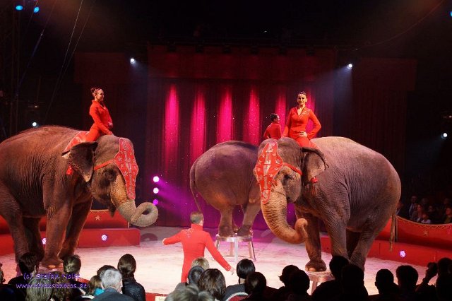 0079Heilbronner Weihnachtscircus2012(c)Stefan Nolte-www.circusphotos.de resized resized